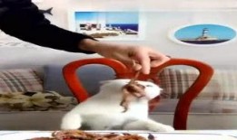 迪哥最新爆料视频在线看,揭秘幕后真相，精彩瞬间不容错过